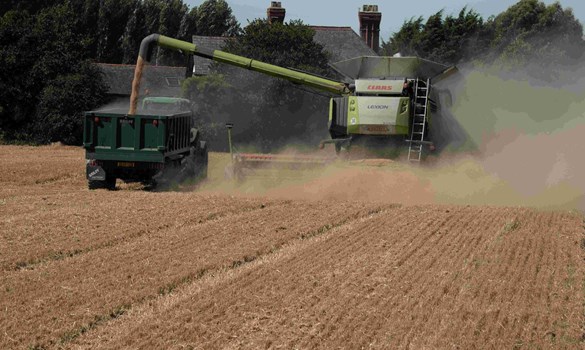 Bill Web - Wheat Hale Village MF